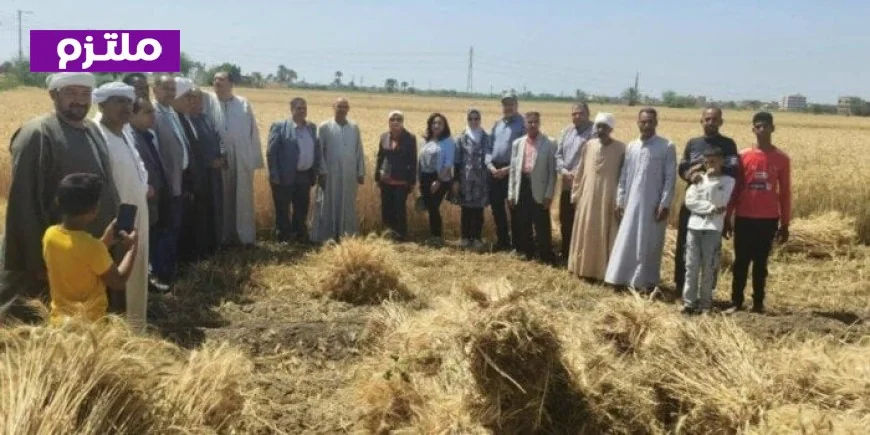 الزراعة تتابع عمليات حصاد وتوريد القمح في محافظة الفيوم