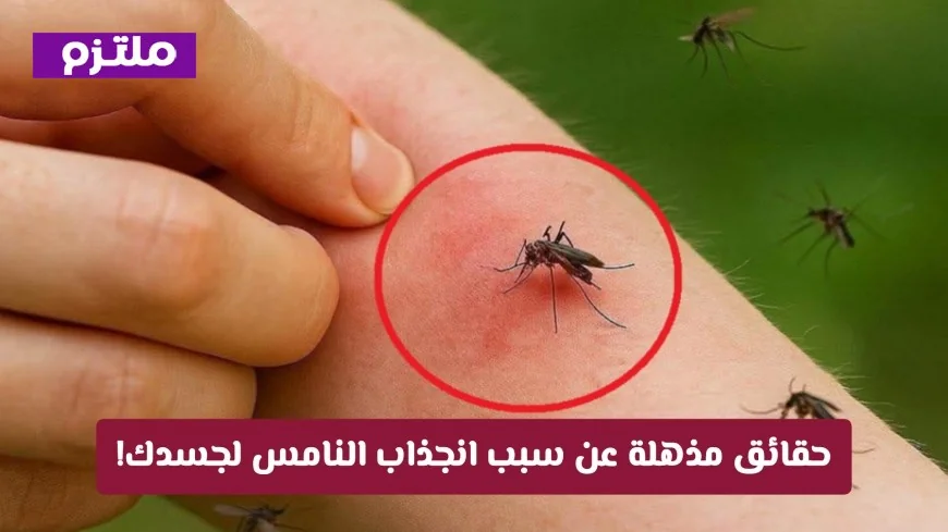 انتشار البعوض في قطر: الكشف عن الصلة المدهشة بحمى الضنك وأسباب انجذاب النامس لجسد الإنسان