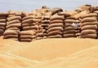 الفلاحون يثمنون جهود مطاحن مصر العليا في تسهيل توريد القمح ودعم المزارعين