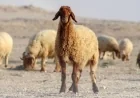 إفتاء توضح حكم قص الشعر والأظافر للمضحي قبل عيد الأضحى 2026 آخر فرصة اليوم