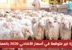 ارتفاع هائل في أسعار الأضاحي لعام 2026 يشعل بورصة المواشي بالمملكة