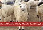 تعرف على شروط الأضحية الشرعية مواصفات وأعمار الأنعام بالتفصيل