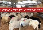 اكتشف مفاجآت مذهلة في سوق المواشي: اربح 100 ألف درهم وسيارة عند شراء أضحية
