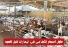 تحذير من شرطة دبي وكشف أسعار الأضاحي.. دليل شامل لأسعار الأضاحي في الإمارات قبل العيد