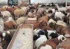 استعدوا لعيد الأضحى 2026 مع 497 مجزرًا حكوميًا في كافة المحافظات لاستقبال الأضاحي