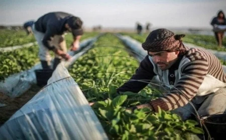 الزراعة تقدم توصيات هامة للمزارعين والمربين للتأقلم مع التقلبات الجوية الحادة