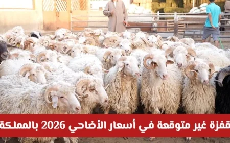 ارتفاع هائل في أسعار الأضاحي لعام 2026 يشعل بورصة المواشي بالمملكة