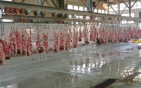التموين تعلن عن حظر الذبح خارج المجازر وتوفير الخدمة مجانًا خلال عيد الأضحى