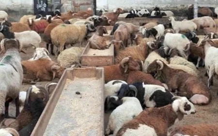 استعدوا لعيد الأضحى 2026 مع 497 مجزرًا حكوميًا في كافة المحافظات لاستقبال الأضاحي