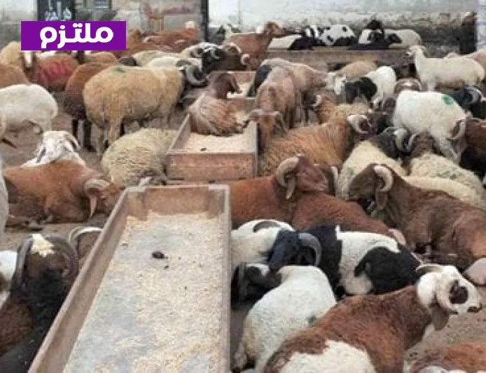 استعدوا لعيد الأضحى 2026 مع 497 مجزرًا حكوميًا في كافة المحافظات لاستقبال الأضاحي