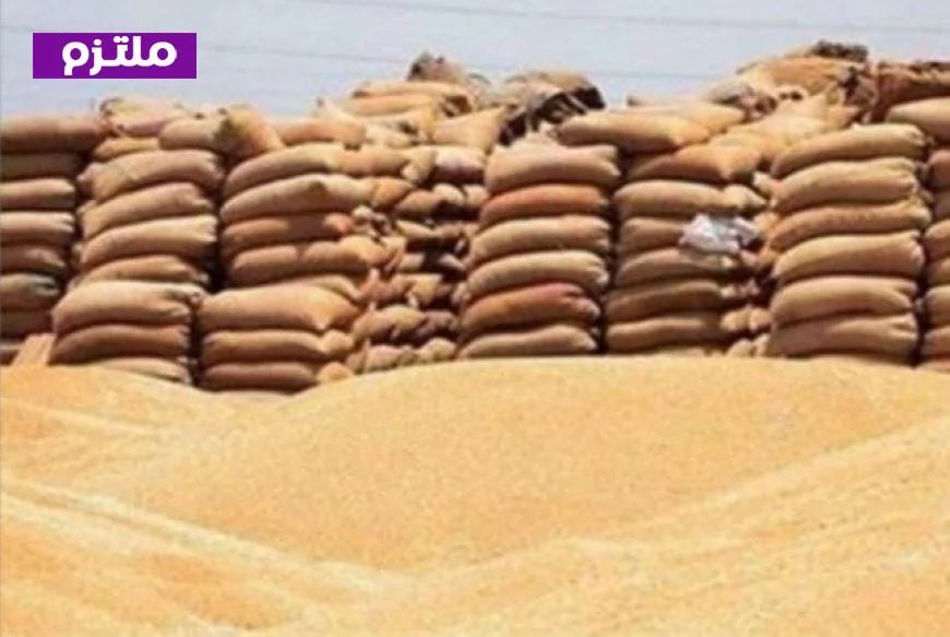 الفلاحون يثمنون جهود مطاحن مصر العليا في تسهيل توريد القمح ودعم المزارعين