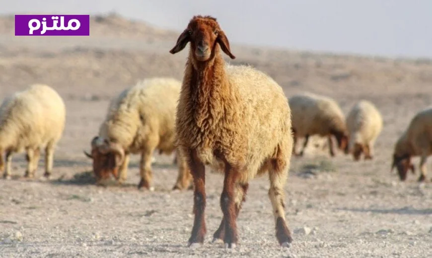 إفتاء توضح حكم قص الشعر والأظافر للمضحي قبل عيد الأضحى 2026 آخر فرصة اليوم