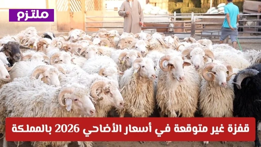 ارتفاع هائل في أسعار الأضاحي لعام 2026 يشعل بورصة المواشي بالمملكة