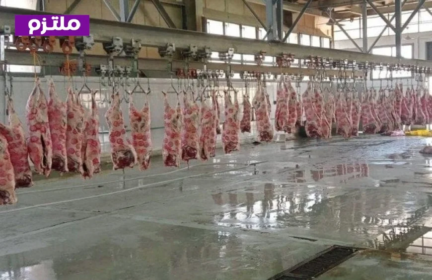 التموين تعلن عن حظر الذبح خارج المجازر وتوفير الخدمة مجانًا خلال عيد الأضحى
