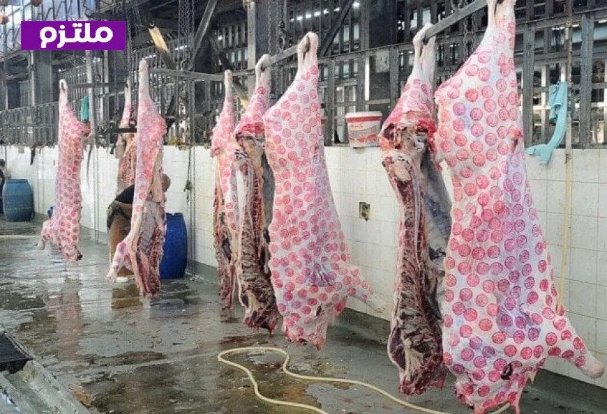 نصائح هامة من الخدمات البيطرية للتأكد من سلامة الأضحية قبل الشراء