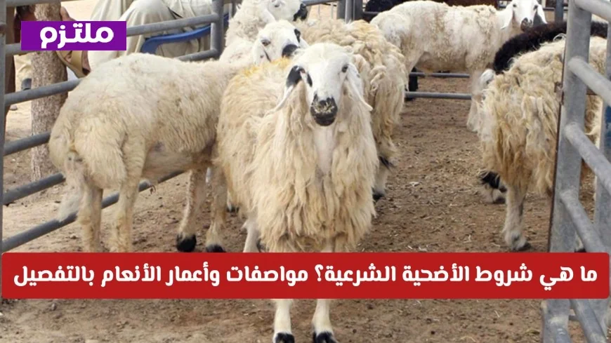 تعرف على شروط الأضحية الشرعية مواصفات وأعمار الأنعام بالتفصيل
