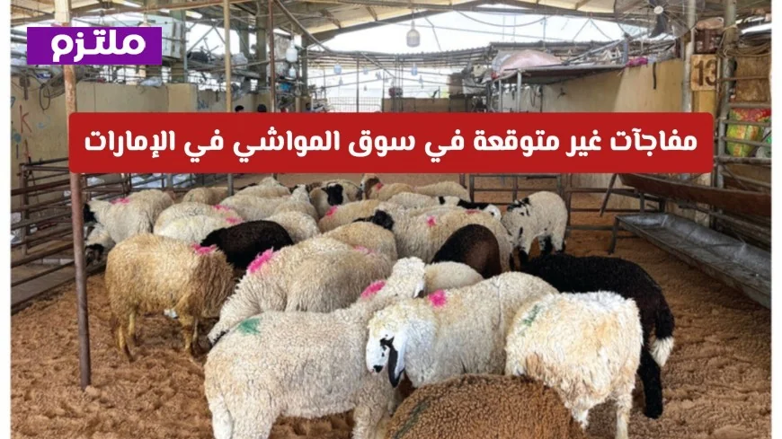 اكتشف مفاجآت مذهلة في سوق المواشي: اربح 100 ألف درهم وسيارة عند شراء أضحية