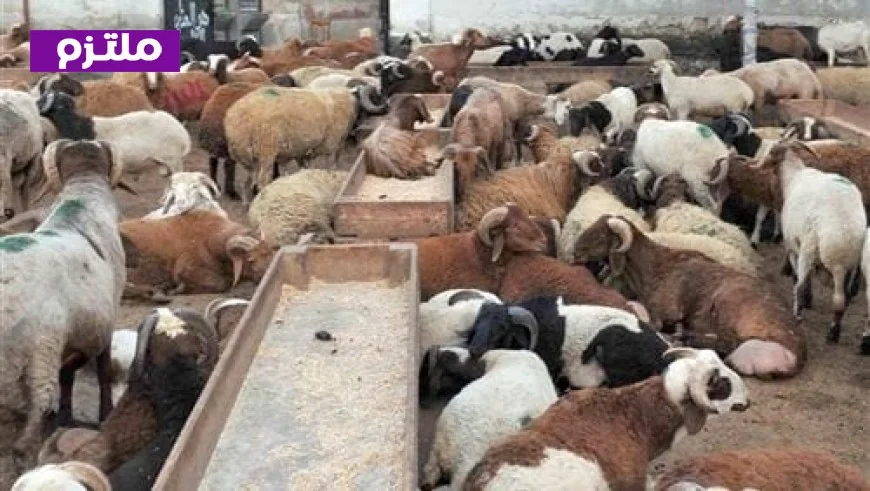 استعدوا لعيد الأضحى 2026 مع 497 مجزرًا حكوميًا في كافة المحافظات لاستقبال الأضاحي