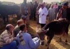 18 ألف زيارة ميدانية لتكثيف الإنذار المبكر في وزارة الزراعة لحماية الثروة الحيوانية والداجنة