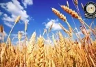 مجلس الوزراء يؤكد التوسع المستمر في زراعة المحاصيل الاستراتيجية لتعزيز الأمن الغذائي