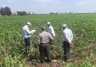 الزراعة تعزز جهودها لمكافحة دودة الحشد وحافرة الطماطم عبر حملات استباقية مشددة