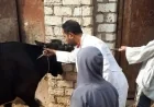 بيان وزارة الزراعة يكشف حقيقة انتشار مرض الجلد العقدي بين الماشية وأثره على الثروة الحيوانية