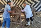 الزراعة تحقق إنجازًا كبيرًا بتلقيح أكثر من 39 ألف رأس من الماشية في يونيو