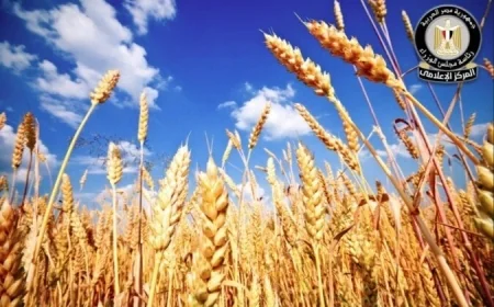 مجلس الوزراء يؤكد التوسع المستمر في زراعة المحاصيل الاستراتيجية لتعزيز الأمن الغذائي