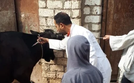 بيان وزارة الزراعة يكشف حقيقة انتشار مرض الجلد العقدي بين الماشية وأثره على الثروة الحيوانية