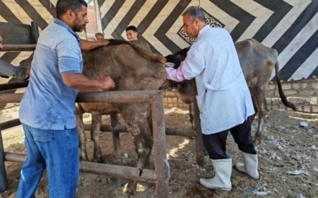 الزراعة تحقق إنجازًا كبيرًا بتلقيح أكثر من 39 ألف رأس من الماشية في يونيو