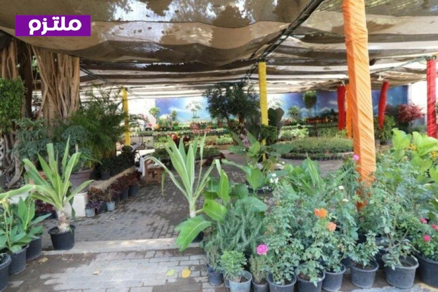 معرض الزهور بالمتحف الزراعي في الدقي يستمر في جذب الزوار بأجوائه الخلابة