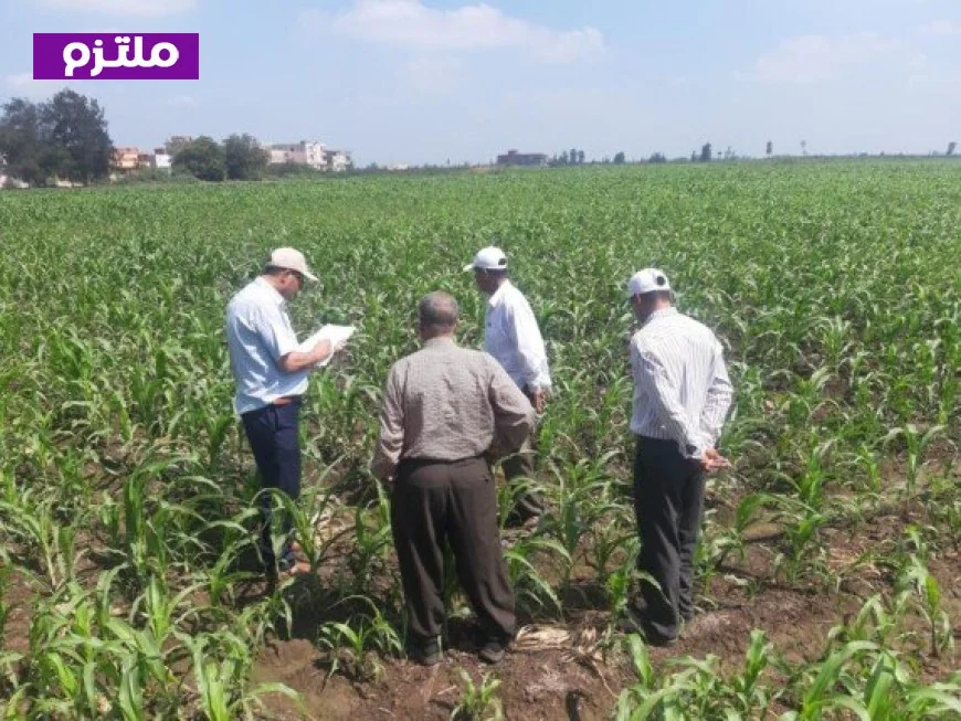 الزراعة تعزز جهودها لمكافحة دودة الحشد وحافرة الطماطم عبر حملات استباقية مشددة