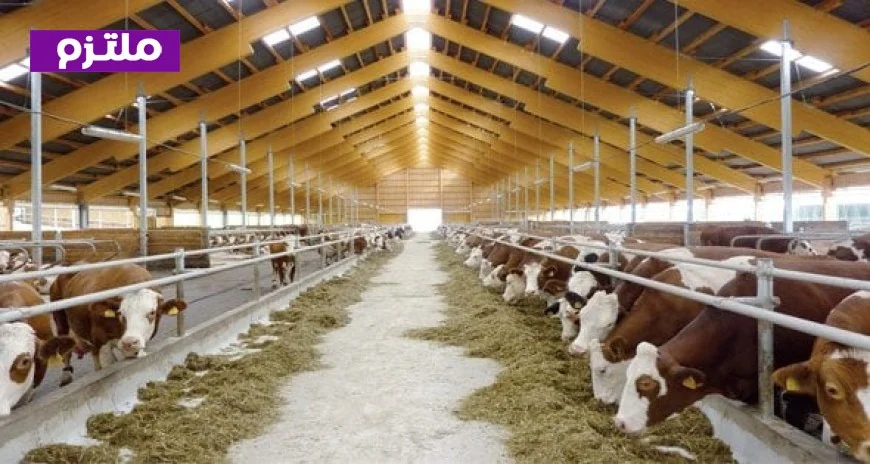 انطلاق المؤتمر الدولي الأول للتنمية المستدامة للثروة الحيوانية في البحوث الزراعية يوم 20 يوليو