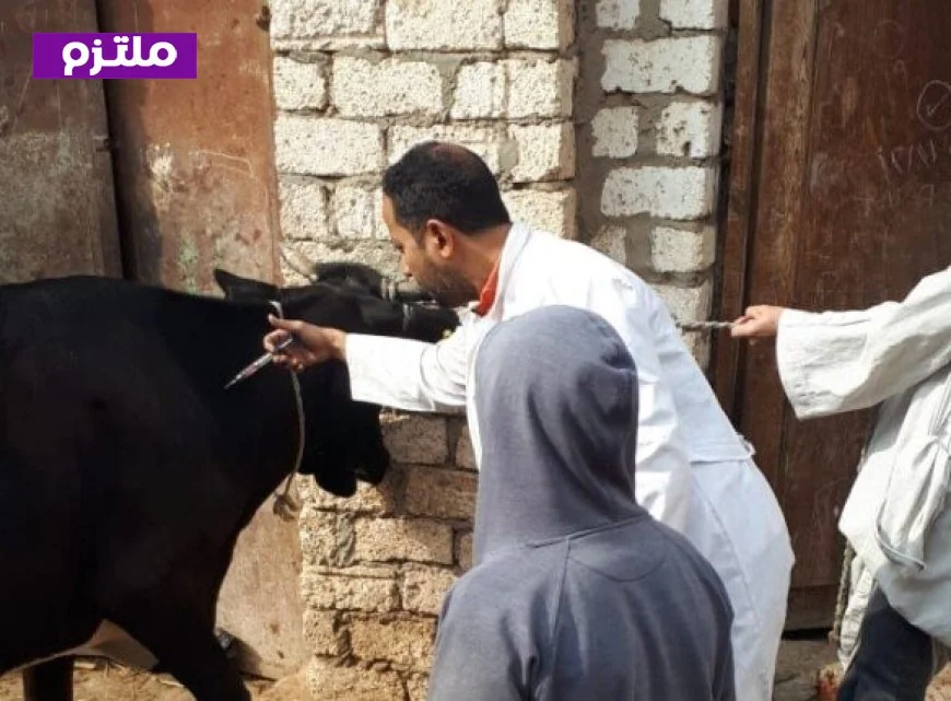 بيان وزارة الزراعة يكشف حقيقة انتشار مرض الجلد العقدي بين الماشية وأثره على الثروة الحيوانية