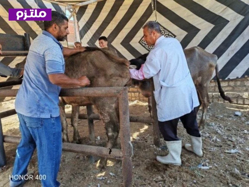 الزراعة تحقق إنجازًا كبيرًا بتلقيح أكثر من 39 ألف رأس من الماشية في يونيو