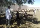 قافلة بيطرية تنجح في فحص 35 مزرعة وعلاج 490 حيوانًا في المغرة