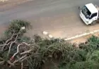 انتقادات حادة من البرلمان لحملات إزالة الأشجار واستدعاء وزيرة البيئة للمسائلة