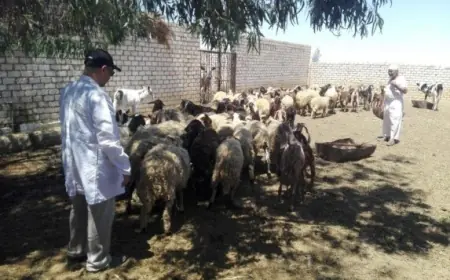 قافلة بيطرية تنجح في فحص 35 مزرعة وعلاج 490 حيوانًا في المغرة