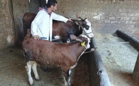 وزارة الزراعة تقدم رعاية تناسلية لـ38 ألف رأس ماشية وتطبق التلقيح الاصطناعي لأكثر من 41 ألف في يوليو