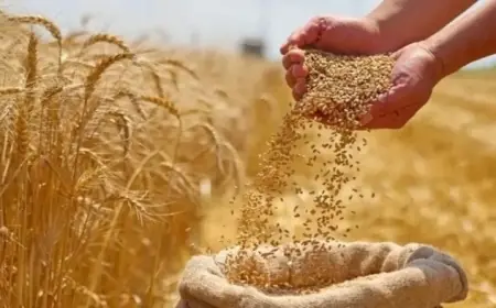 مصر تتصدر العالم العربي في إنتاج القمح 2026 بفعل تقرير الفاو حول خريطة الإنتاج في الدول العربية