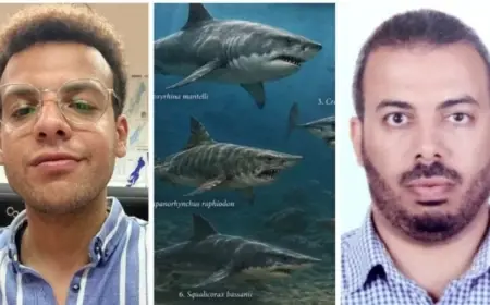 اكتشاف مذهل لمقبرة أسماك القرش عمرها أكثر من 70 مليون عام في صحراء مصر الغربية مع صور رائعة