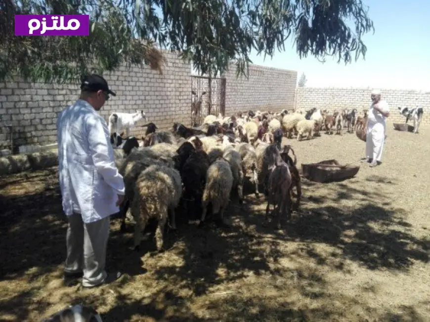 قافلة بيطرية تنجح في فحص 35 مزرعة وعلاج 490 حيوانًا في المغرة