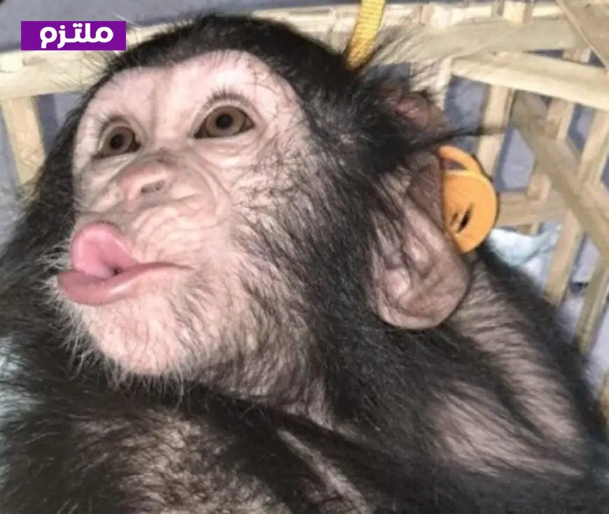 الزراعة تضبط أنثى شمبانزي رضيعة قبل تهريبها في مطار القاهرة