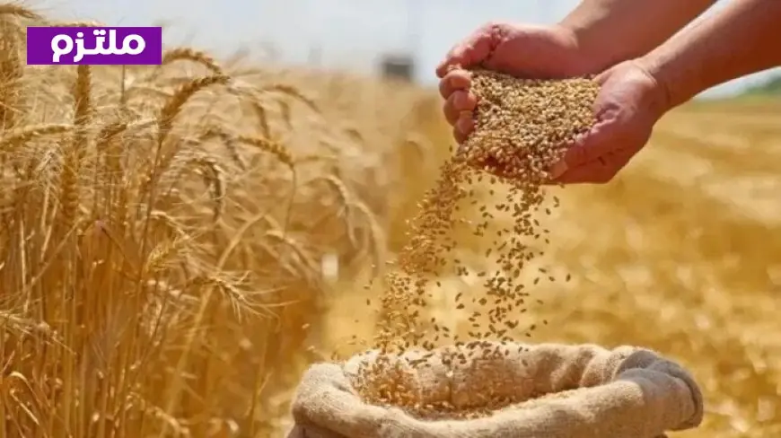 مصر تتصدر العالم العربي في إنتاج القمح 2026 بفعل تقرير الفاو حول خريطة الإنتاج في الدول العربية