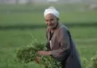 غدا وزير الزراعة يحتفل بالعيد الرابع والسبعين للفلاحين في البحيرة