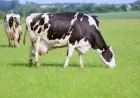 هل يمكن أن تصيب الأمراض الحيوانية مثل الجلد العقدي وطاعون المجترات الصغيرة البشر؟ الإجابة من الطب البيطري