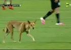 كلب مشاغب يقتحم ملعب مباراة المصري والبنك الأهلي في الدوري المصري