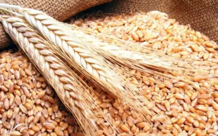 مصر تسرع خطواتها نحو زراعة صنف القمح سخا 96 لتعزيز الأمن الغذائي والتوسع الزراعي