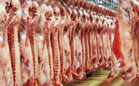 تعرف على أسعار اللحوم في محال الجزارة والمنافذ اليوم الجمعة 23 أكتوبر 2026