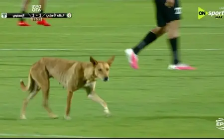 كلب مشاغب يقتحم ملعب مباراة المصري والبنك الأهلي في الدوري المصري